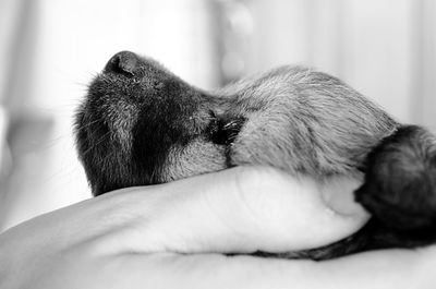 Close-up of dog on hand