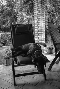 Dog sitting on chair