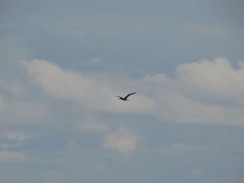 Low angle view of bird flying in sky