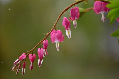 Branch of bleeding heart flower  in natural environment  