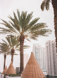 Low angle view of trees