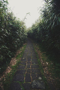 Footpath amidst trees against clear sky