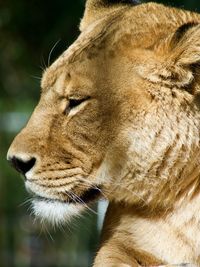 Profile shot of lioness