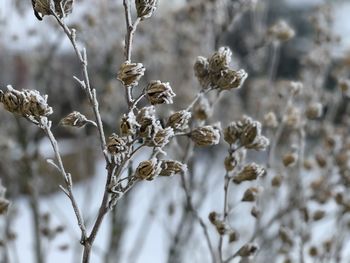 Close-up of dry plants during winter