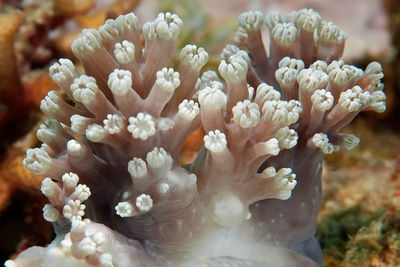 Close-up of flowering plant