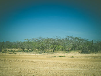 Trees on field against clear blue sky