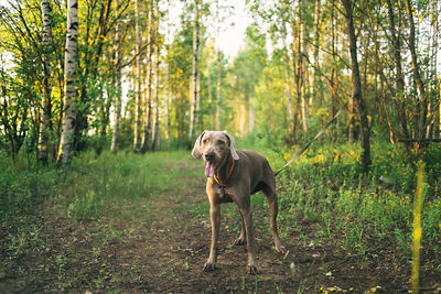 Portrait of dog standing in forest