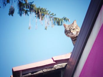 Low angle view of cat against clear blue sky