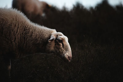 Close-up of sheep on field