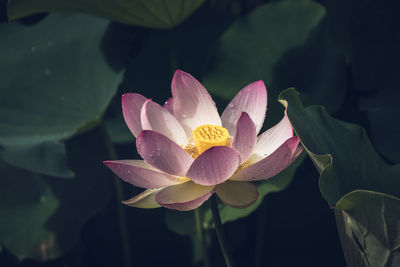 Close-up of lotus water lily in pond