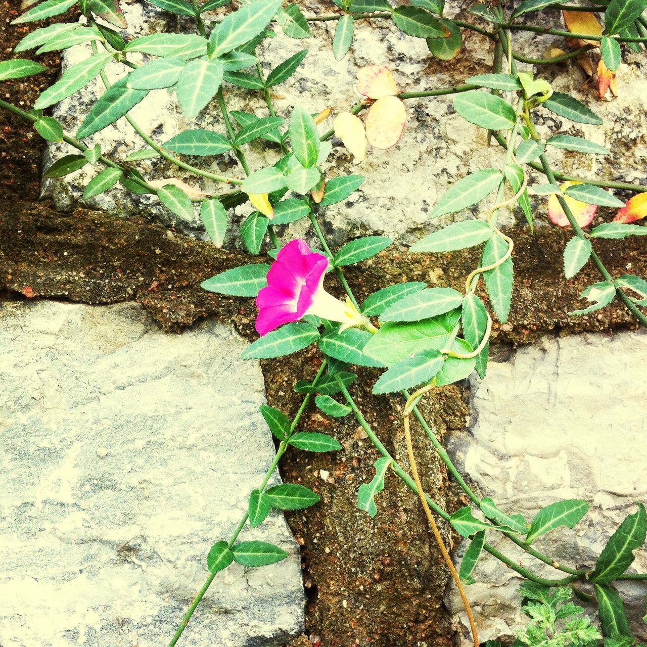 leaf, flower, plant, growth, high angle view, fragility, petal, nature, freshness, close-up, ground, green color, outdoors, day, red, beauty in nature, flower head, field, pink color, no people