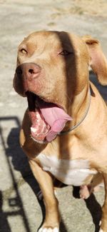 Close-up of a pitbull