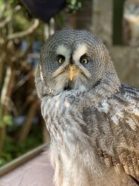 Close-up portrait of owl