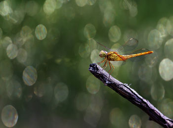 Close-up of dragonfly perching on stick