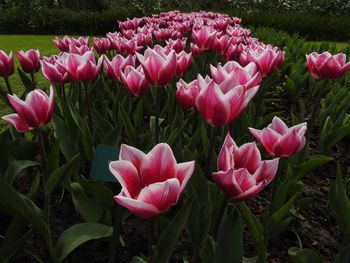 Close-up of pink flowers blooming outdoors