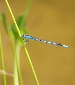 dragonflies and damseflies