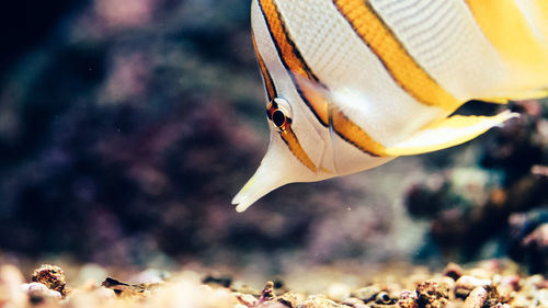 Close-up of butterflyfish swimming in tank at aquarium