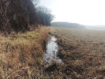 Stream on grassy field