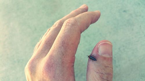 Low section of insect on man's hand 