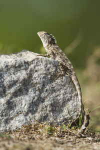 Close-up of lizard on rock