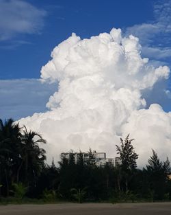 Scenic view of palm trees on field against sky