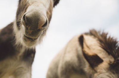 Close-up of donkeys against sky