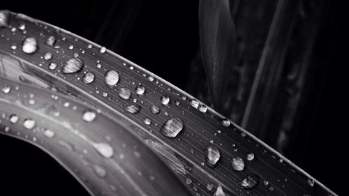 Close-up of plant against blurred background