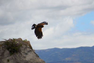 Low angle view of eagle flying against sky