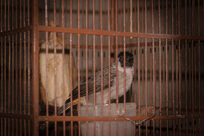 Birds in cage