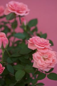 Close-up of pink flowers