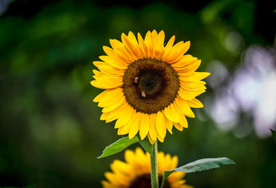 Close-up of bee pollinating on flower