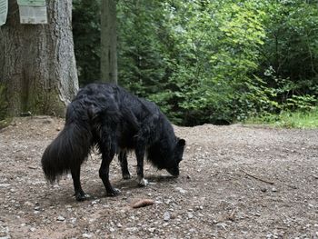 Dog standing on field