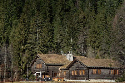 Panoramic view of trees and houses in forest