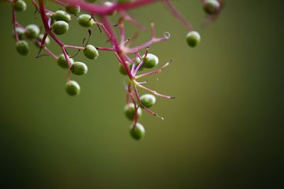 Close-up of leaves against blurred background