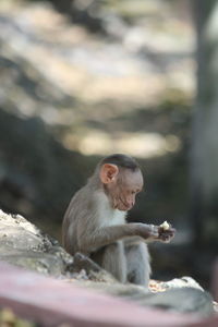 Close-up of monkey