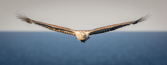 Low angle view of eagle flying in sky