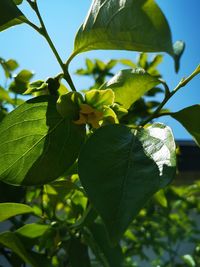 Close-up of fresh green leaves on tree