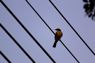 Low angle view of bird perching on cable