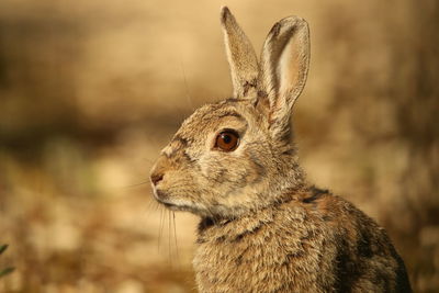 Close-up of rabbit