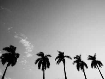 Low angle view of palm trees against sky