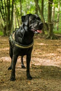 Black dog standing in a forest