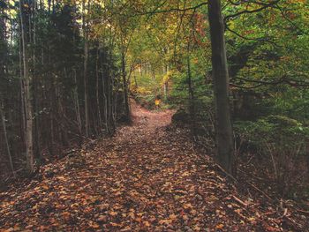 Walkway amidst trees in forest during autumn