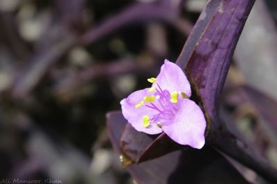 Close-up of pink flower