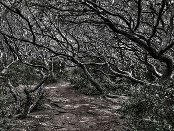 Bare tree in forest