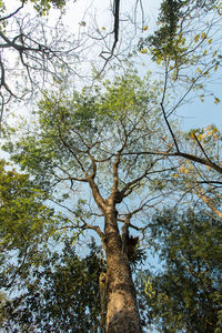 Low angle view of trees in forest