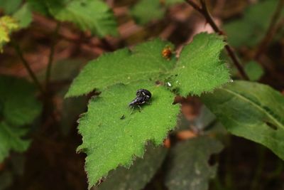 High angle view of insect on leaf