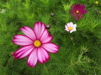 Close-up of pink flower