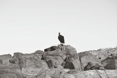 Bird perching on rock