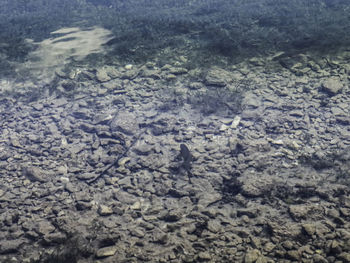 High angle view of fish underwater