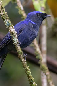 Close-up of bird perching on branch